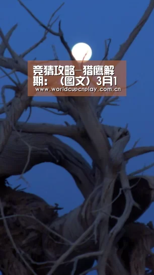 竞猜攻略-猎鹰解期:(图文)3月17日期货主力品种交易建议
